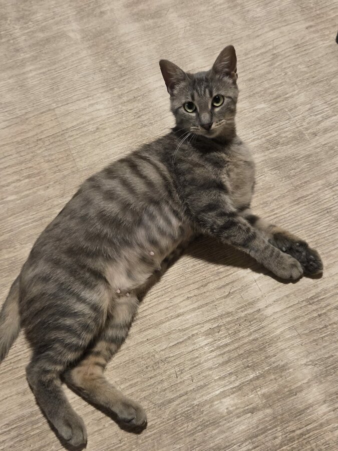 chat