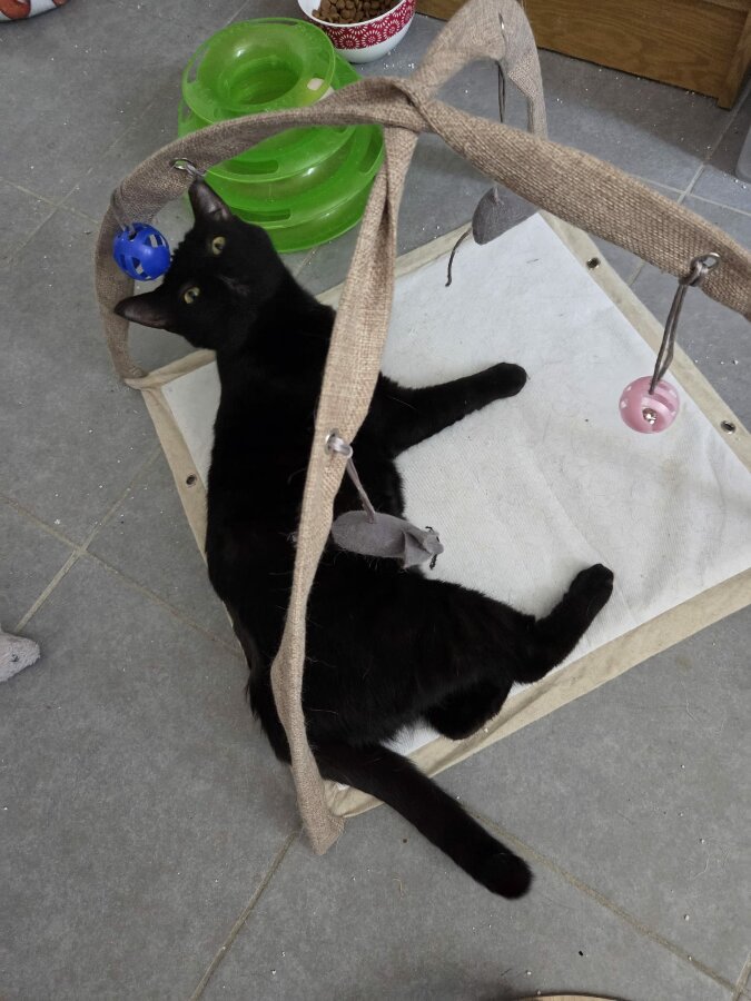 chat
