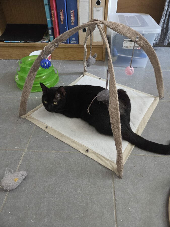 chat