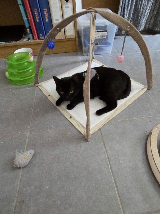 chat