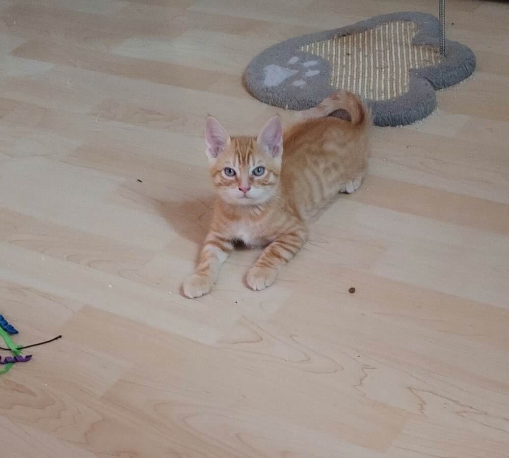 chat