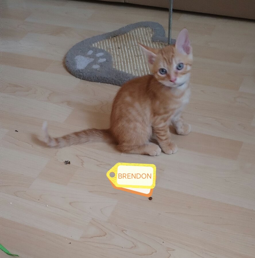 chat