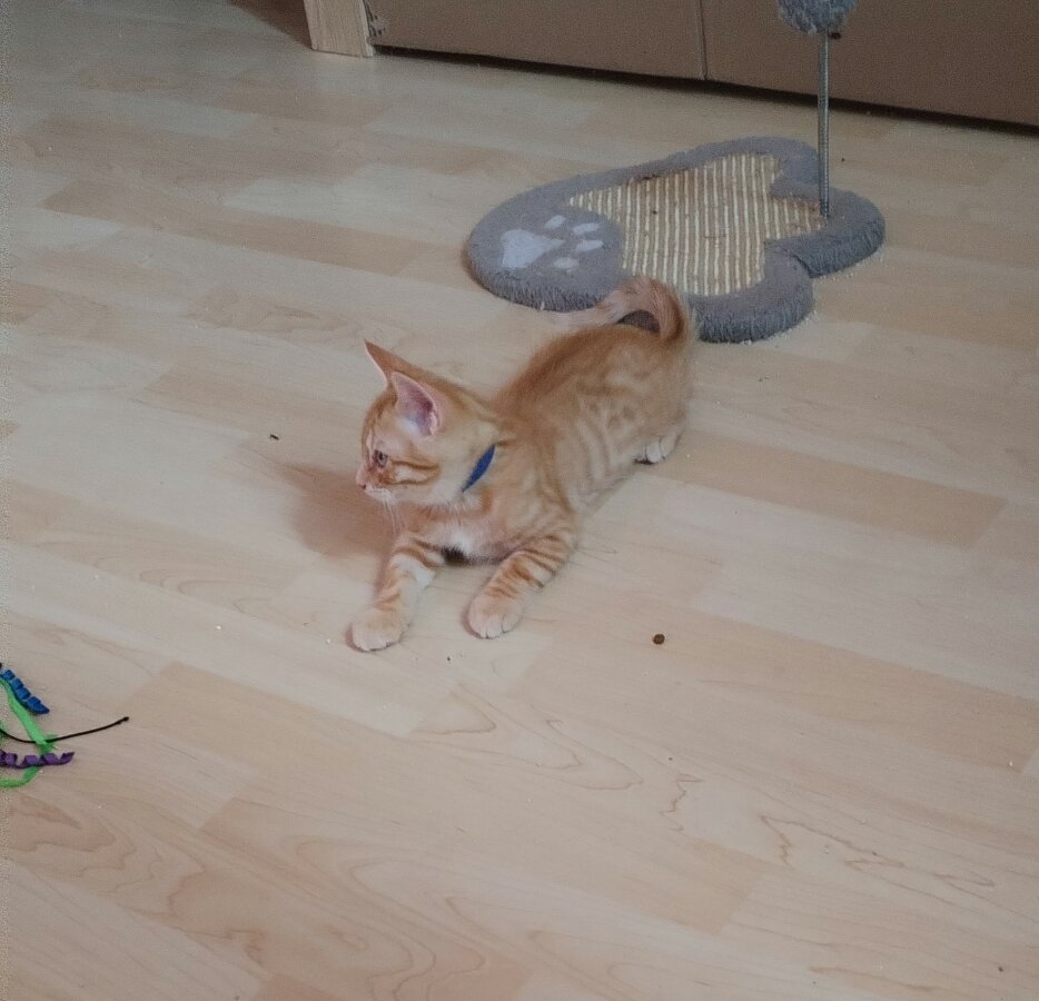 chat