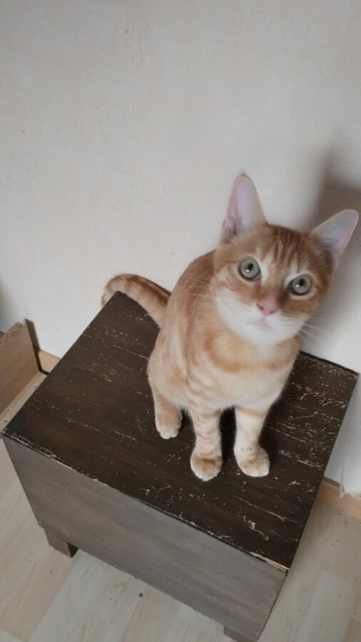 chat