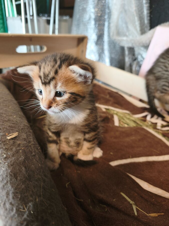 chat
