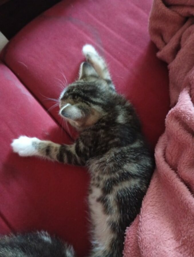 chat