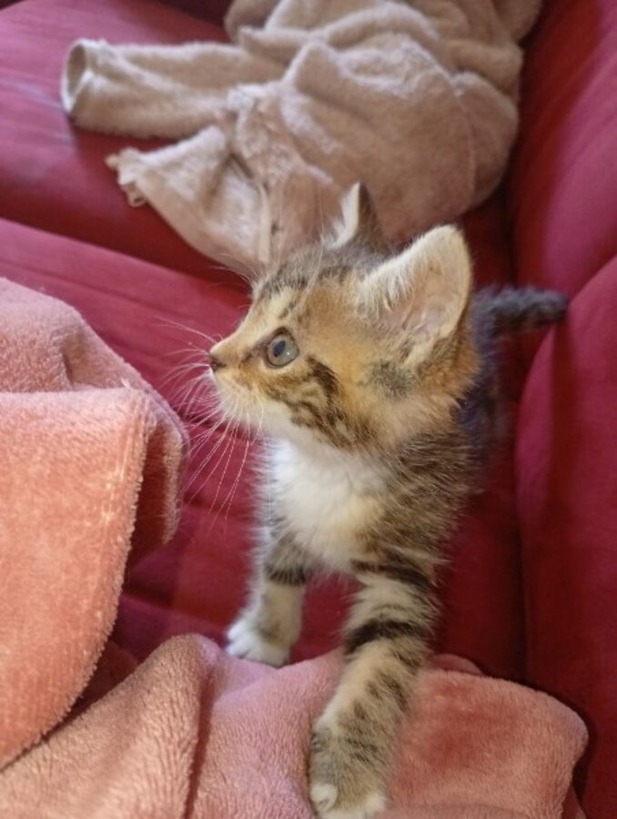chat