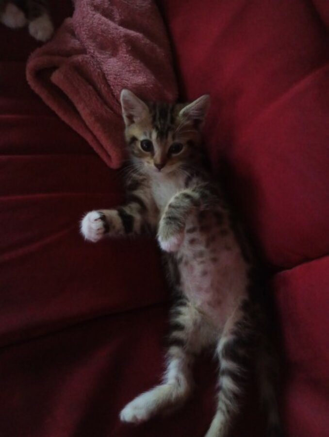 chat