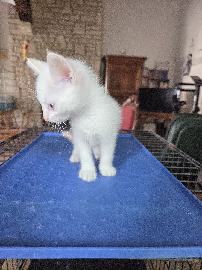 chat