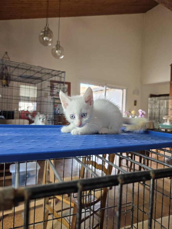 chat