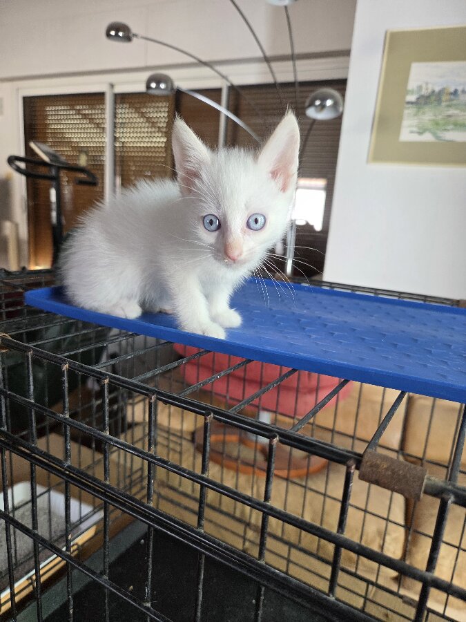 chat