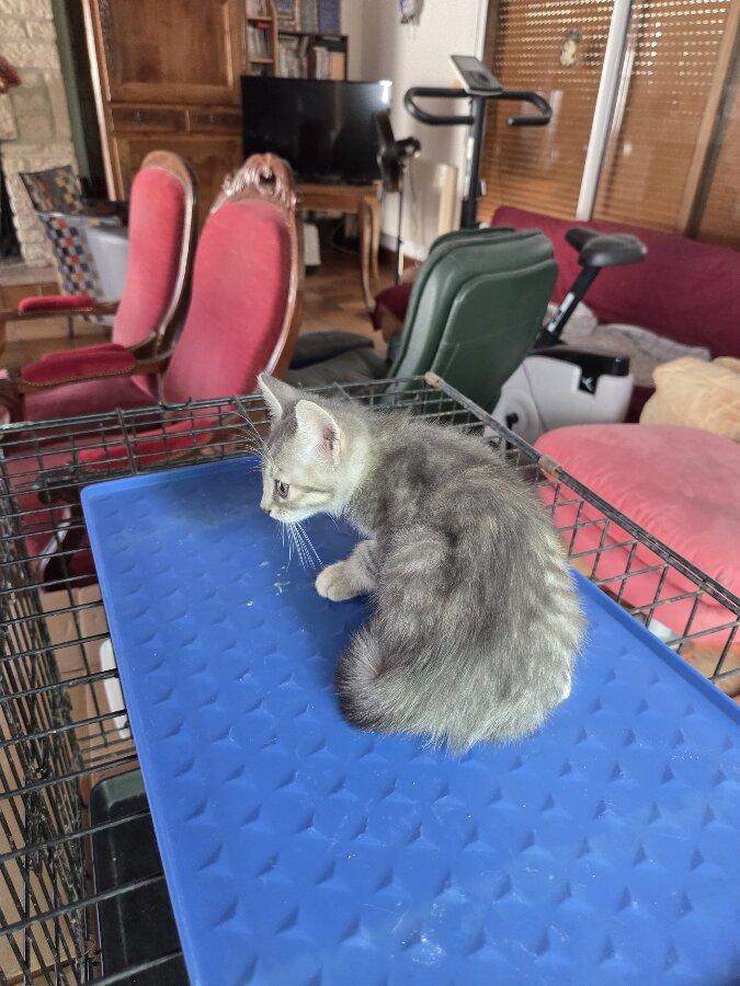 chat