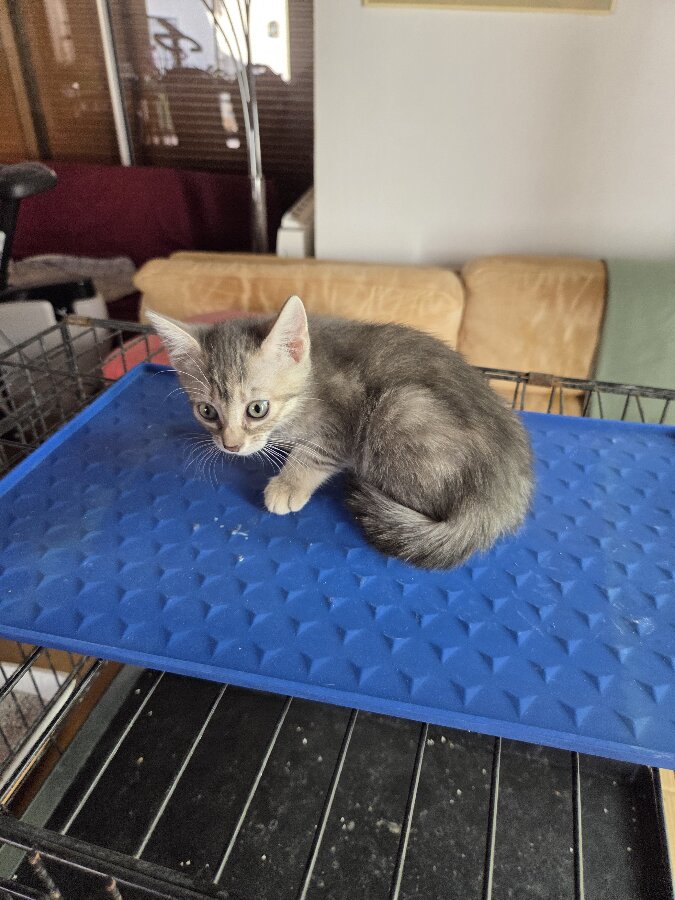 chat