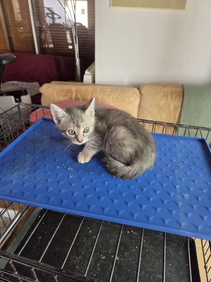 chat