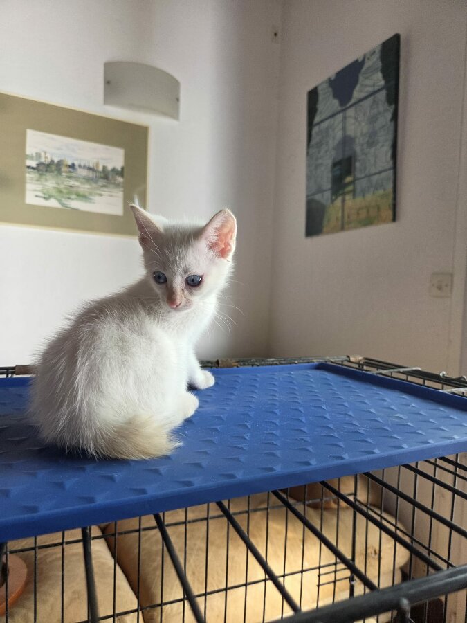 chat