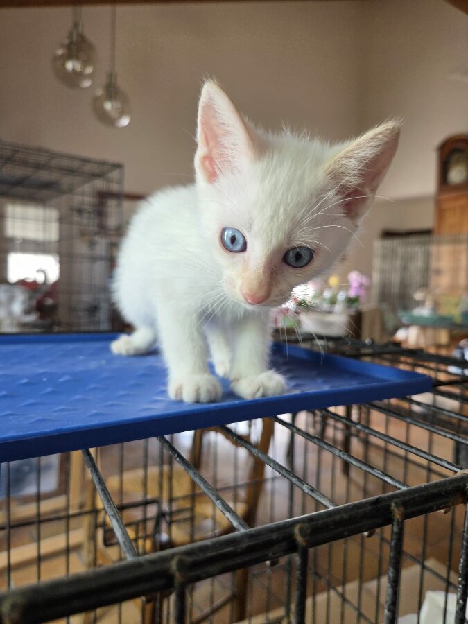 chat