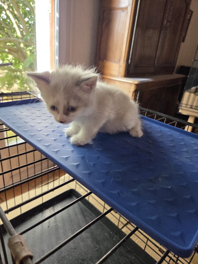 chat