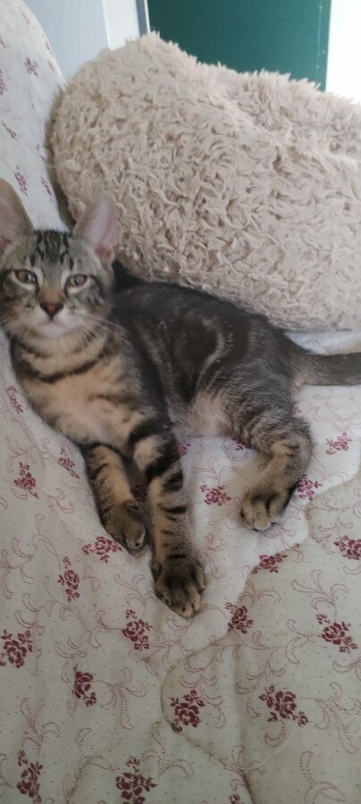 chat