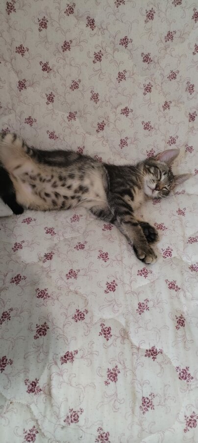 un chat