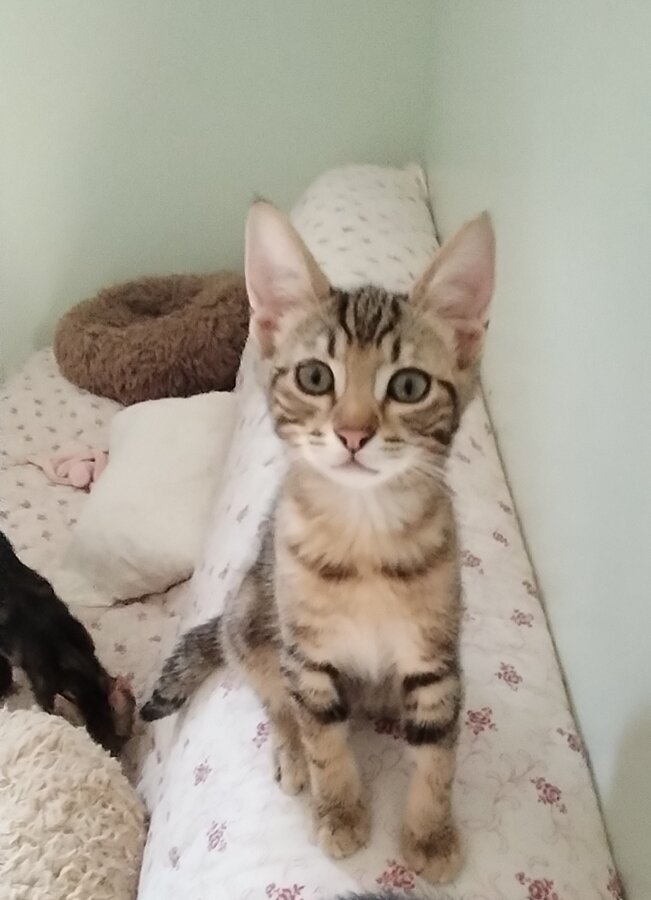 chat