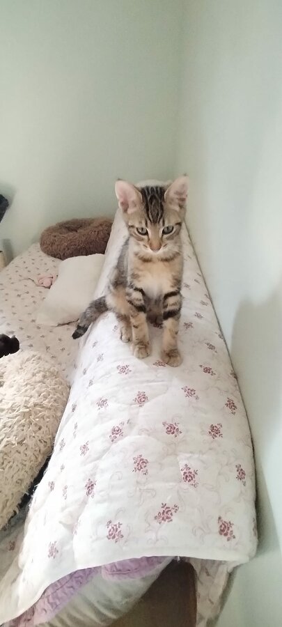 chat