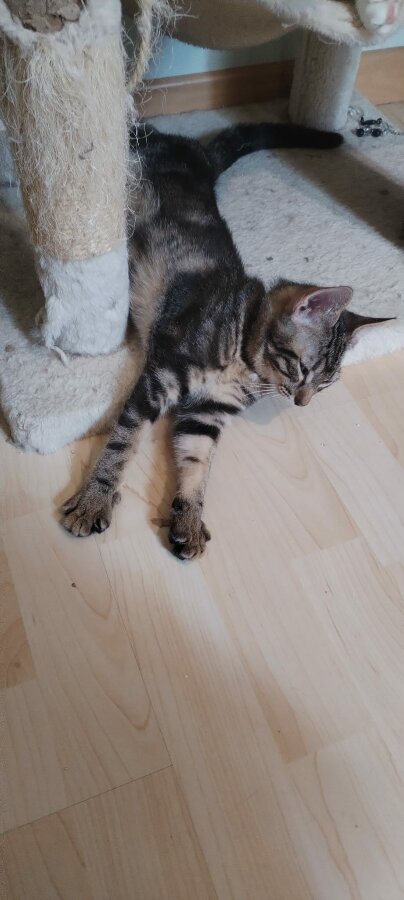 chat