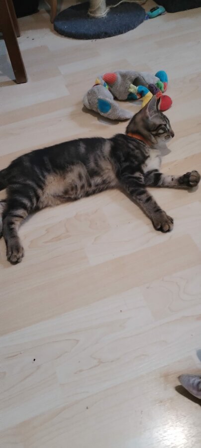 chat