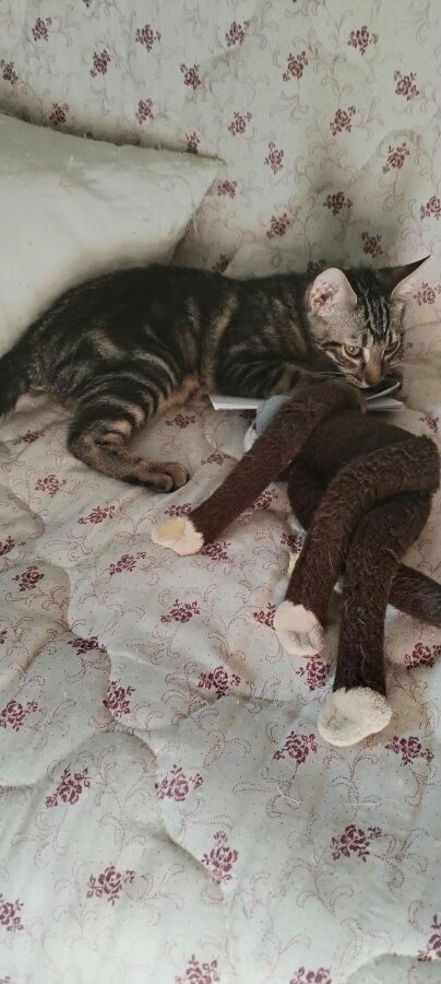 chat