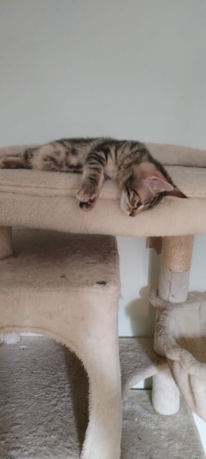 chat