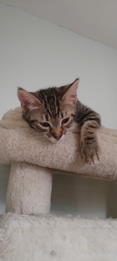 chat