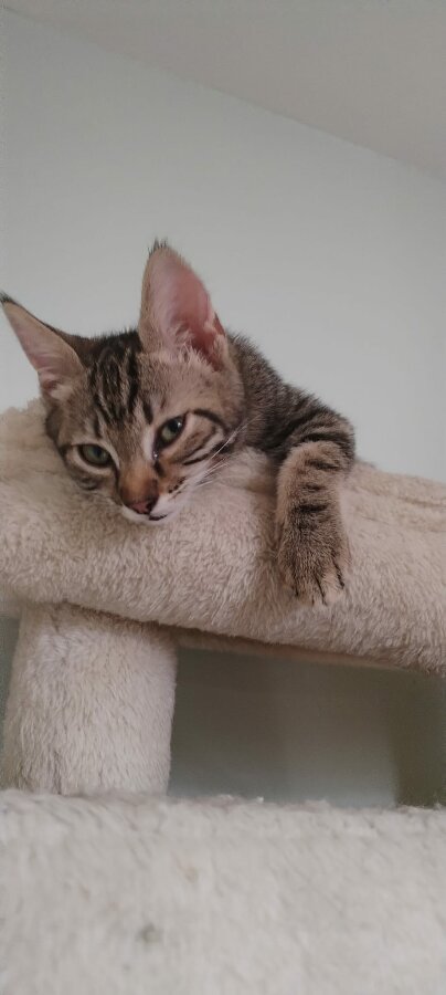 chat
