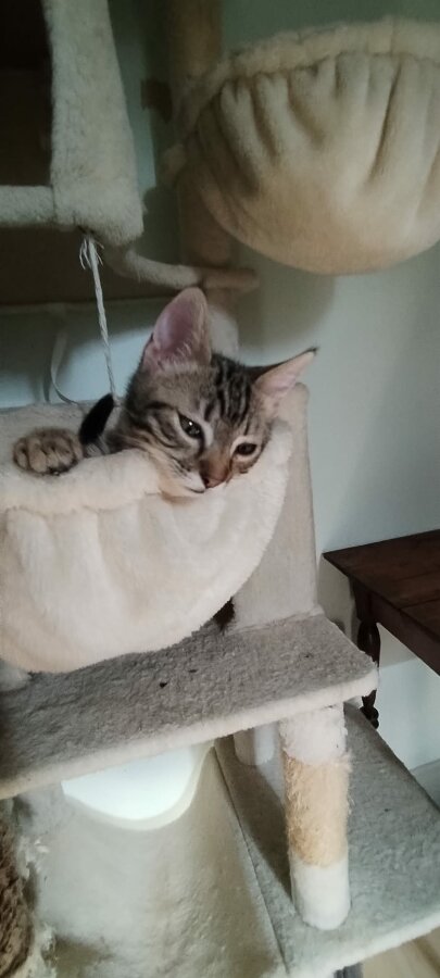 chat