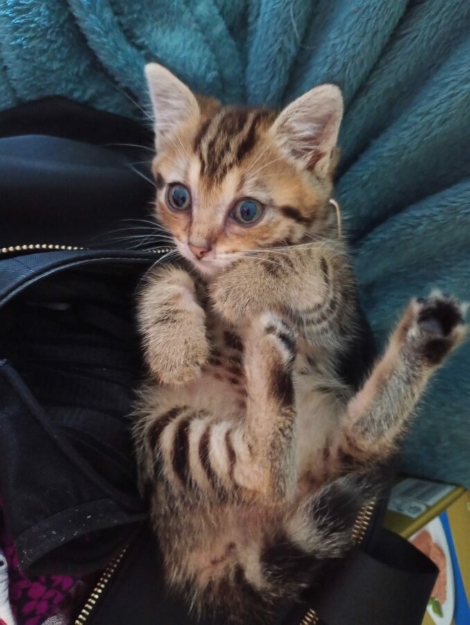 chat