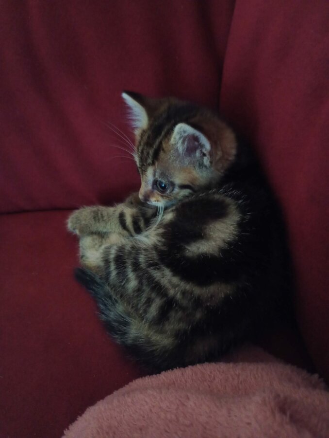 chat