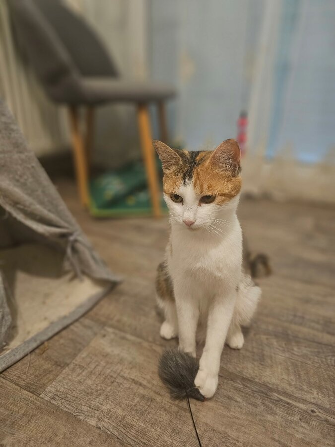 chat