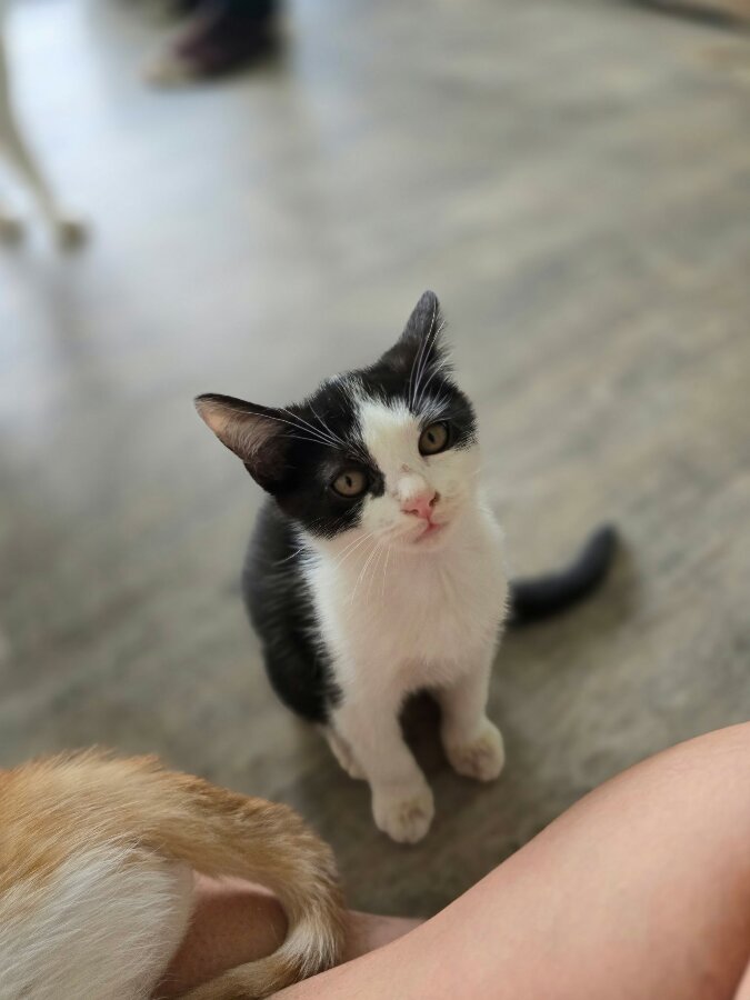 chat
