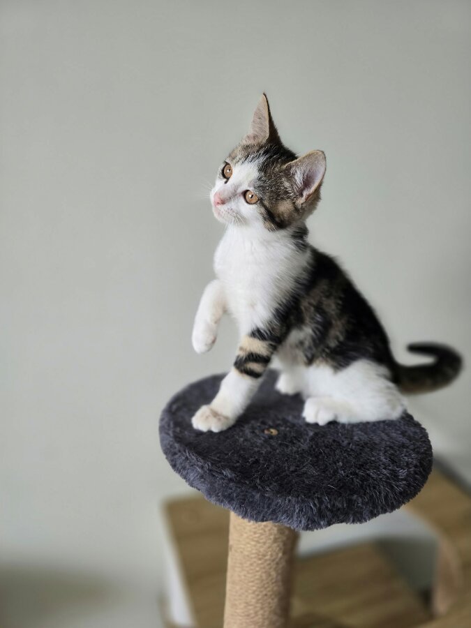 chat