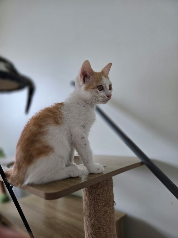 chat