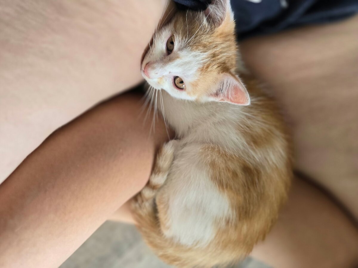 chat