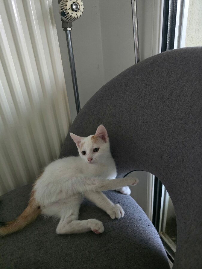 chat