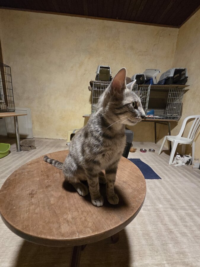 chat