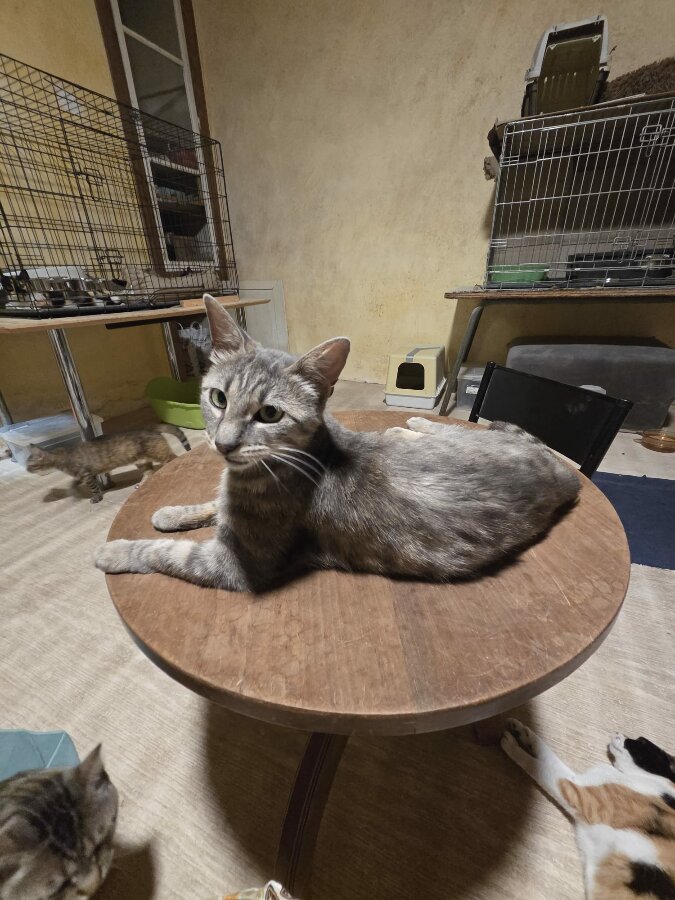 chat