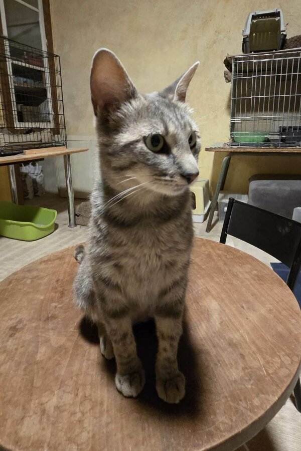 chat