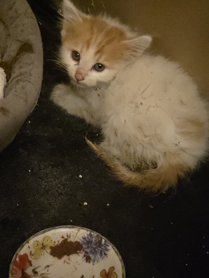 chat
