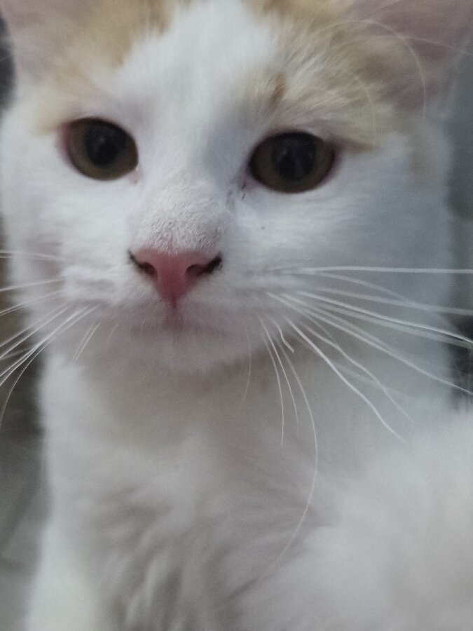 chat