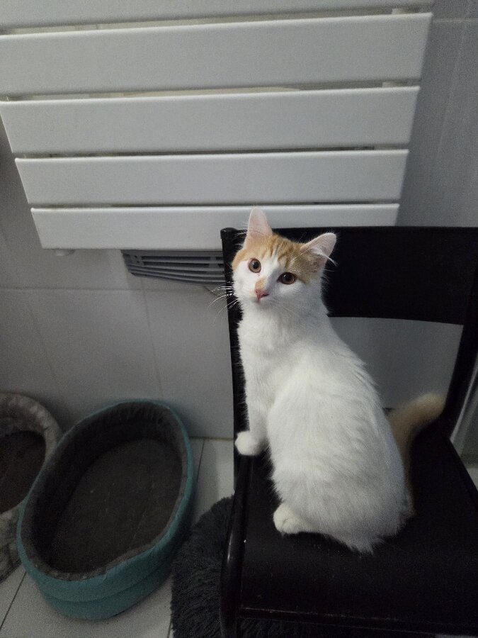 chat