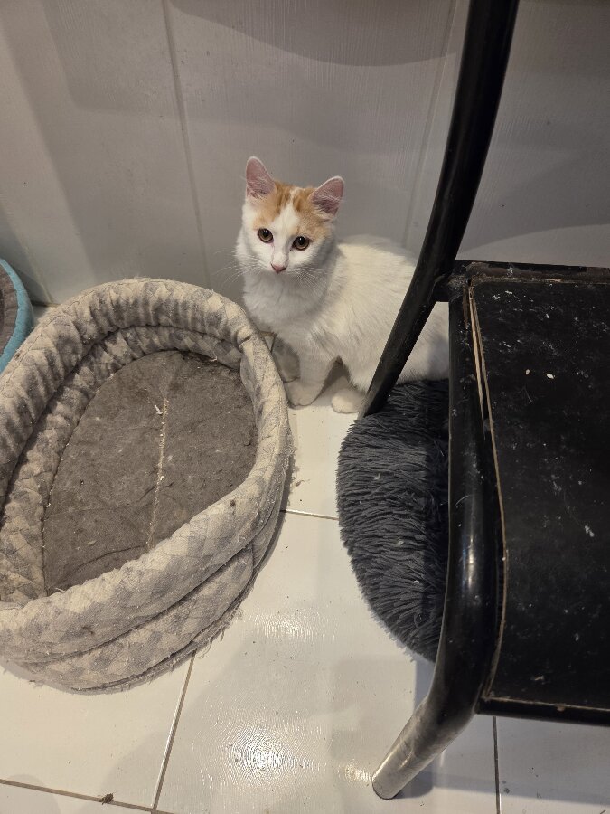 chat