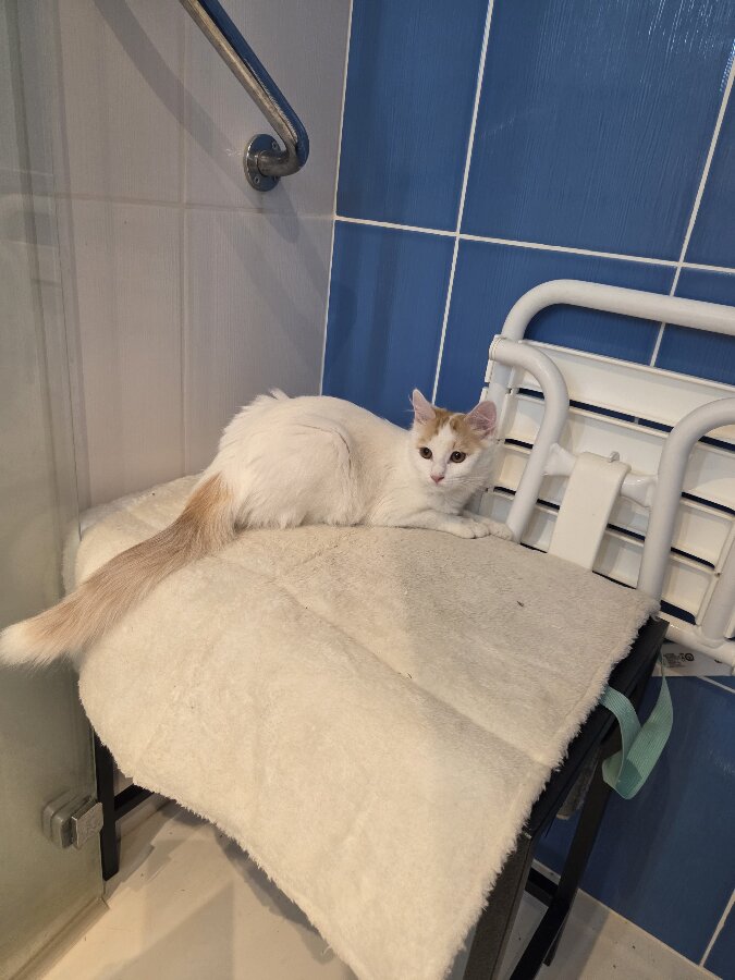 chat