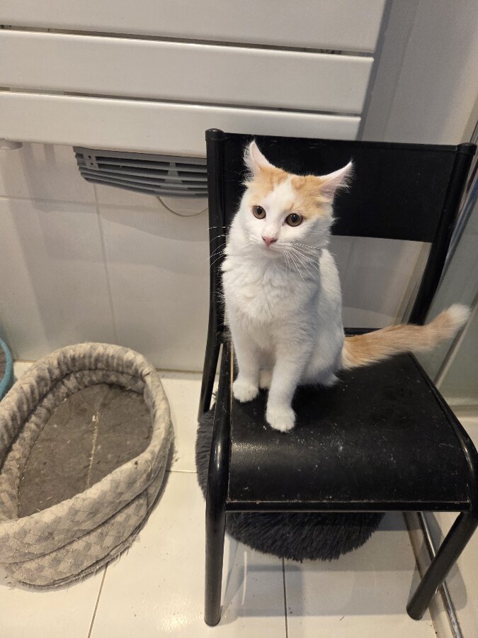 chat