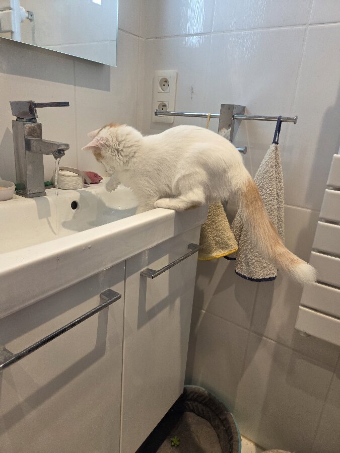 chat